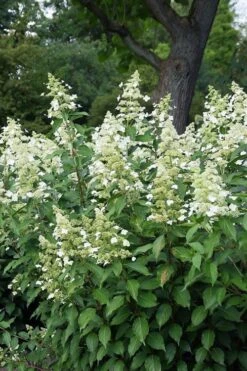Kyushu Hydrangea - 3 Gallon Pot -Garden Plant Store hydrangea paniculata kyushu 5