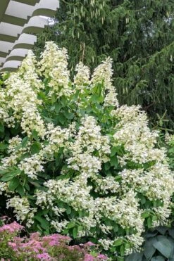 Kyushu Hydrangea - 3 Gallon Pot -Garden Plant Store hydrangea paniculata kyushu 7