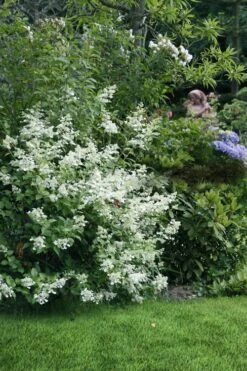Kyushu Hydrangea - 3 Gallon Pot -Garden Plant Store hydrangea paniculata kyushu 9