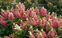 Flare Hydrangea - 3 Gallon Pot -Garden Plant Store hydrangea paniculata lava lamp flare 11