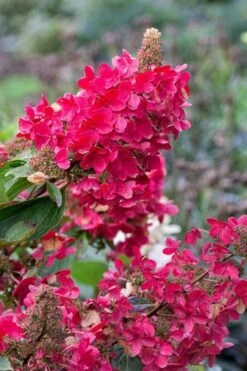 Flare Hydrangea - 3 Gallon Pot -Garden Plant Store hydrangea paniculata lava lamp flare 15 1