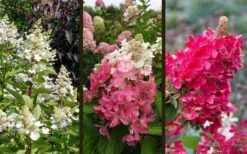 Flare Hydrangea - 3 Gallon Pot -Garden Plant Store hydrangea paniculata lava lamp flare 16