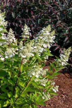 Flare Hydrangea - 3 Gallon Pot -Garden Plant Store hydrangea paniculata lava lamp flare 17