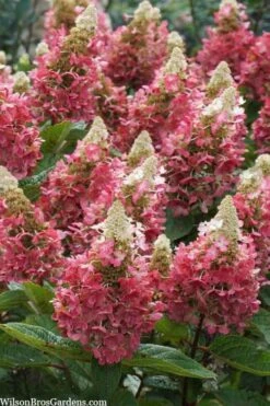 Flare Hydrangea - 3 Gallon Pot -Garden Plant Store hydrangea paniculata lava lamp flare 3