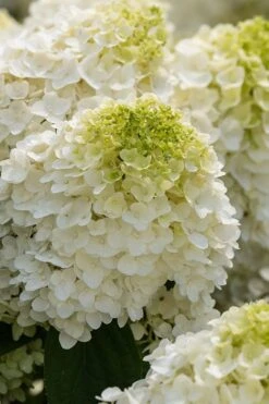 Little Hottie Hydrangea - 3 Gallon Pot -Garden Plant Store hydrangea paniculata little hottie 1 1