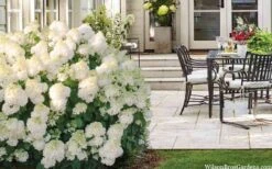Little Hottie Hydrangea - 2.5 Gallon Pot -Garden Plant Store hydrangea paniculata little hottie 5