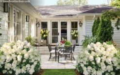 Little Hottie Hydrangea - 3 Gallon Pot -Garden Plant Store hydrangea paniculata little hottie 7 1