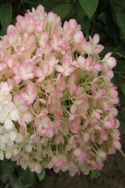 Little Hottie Hydrangea - 3 Gallon Pot -Garden Plant Store hydrangea paniculata little hottie 9 1