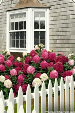Little Lime Punch Hydrangea - 3 Gallon Pot -Garden Plant Store hydrangea paniculata little lime punch 2