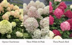 Little Lime Punch Hydrangea - 3 Gallon Pot -Garden Plant Store hydrangea paniculata little lime punch 3