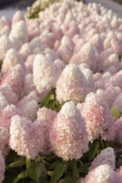 Sweet Summer Panicle Hydrangea - 3 Gallon Pot -Garden Plant Store hydrangea paniculata sweet summer 1