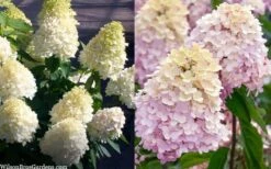 Sweet Summer Panicle Hydrangea - 3 Gallon Pot -Garden Plant Store hydrangea paniculata sweet summer 7