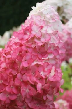 Vanilla Strawberry Hydrangea - 1 Gallon Pot -Garden Plant Store hydrangea paniculata vanilla strawberry 20 1