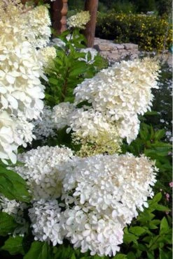 Phantom Hydrangea - 2 Gallon Pot 9 Phantom Hydrangea - 2 Gallon Pot -Garden Plant Store hydrangea phantom 500x750 1