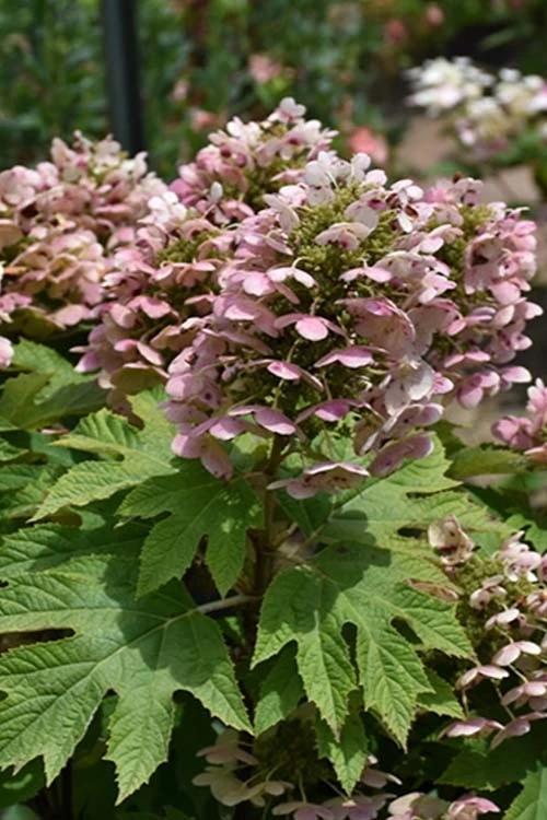 Queen Of Hearts Oakleaf Hydrangea - 3 Gallon Pot 1 Queen Of Hearts Oakleaf Hydrangea - 3 Gallon Pot
