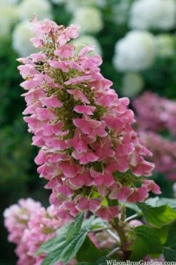 Gatsby Pink Oakleaf Hydrangea - 3 Gallon Pot -Garden Plant Store hydrangea quercifolia gatsby pink 7