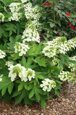 Pee Wee Dwarf Oakleaf Hydrangea - 3 Gallon Pot -Garden Plant Store hydrangea quercifolia pee wee oakleaf 1 1
