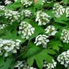 Pee Wee Dwarf Oakleaf Hydrangea - 1 Gallon Pot