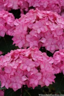 Let's Dance 'Can Do' Hydrangea - 3 Gallon Pot 15 Let's Dance 'Can Do' Hydrangea - 3 Gallon Pot -Garden Plant Store hydrangea serrata lets dance can do 2