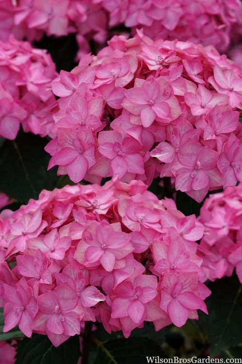 Let's Dance 'Can Do' Hydrangea - 3 Gallon Pot 8 Let's Dance 'Can Do' Hydrangea - 3 Gallon Pot - Image 8