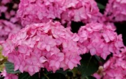 Let's Dance 'Can Do' Hydrangea - 2 Gallon Pot -Garden Plant Store hydrangea serrata lets dance can do 3 1