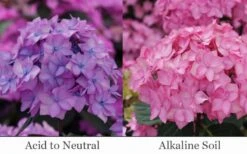 Let's Dance 'Can Do' Hydrangea - 3 Gallon Pot 12 Let's Dance 'Can Do' Hydrangea - 3 Gallon Pot -Garden Plant Store hydrangea serrata lets dance can do 6