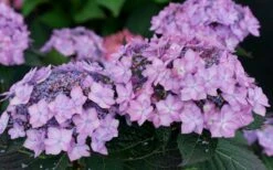 Let's Dance 'Can Do' Hydrangea - 2 Gallon Pot -Garden Plant Store hydrangea serrata lets dance can do 7 1