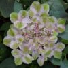 Painters Pallet Hydrangea - 1 Gallon Pot