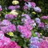 Preziosa Multi Color Hydrangea - 1 Gallon Pot