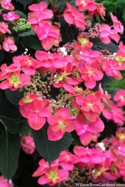 Tuff Stuff Red Mountain Hydrangea - 3 Gallon Pot -Garden Plant Store hydrangea serrata tuff stuff red mountain 2