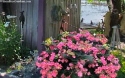 Tuff Stuff Red Mountain Hydrangea - 3 Gallon Pot -Garden Plant Store hydrangea serrata tuff stuff red mountain 4