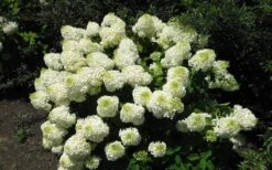 Silver Dollar Hydrangea - 3 Gallon Pot -Garden Plant Store hydrangea silver dollar 2