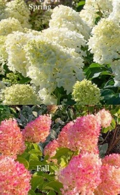Silver Dollar Hydrangea - 1 Gallon Pot -Garden Plant Store hydrangea silver dollar 4 1