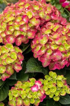 Tilt-A-Swirl Hydrangea - 3 Gallon Pot -Garden Plant Store hydrangea tilt a whirl 500x750 1