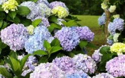 Dear Dolores Hydrangea - 3 Gallon Pot -Garden Plant Store hydrangea20dear20delores