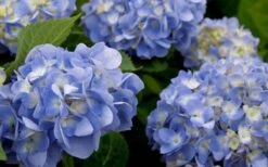 Dear Dolores Hydrangea - 1 Gallon Pot -Garden Plant Store hydrangea20dear20delores202 2
