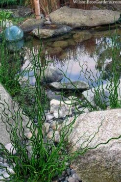 Big Twister Giant Corkscrew Rush (Juncus Effusus) - 1 Gallon Pot -Garden Plant Store juncus effusus big twister 100