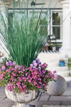 Elk's Blue California Gray Rush (Juncus Patens) - 1 Gallon Pot -Garden Plant Store juncus inflexus blue arrows rush 23