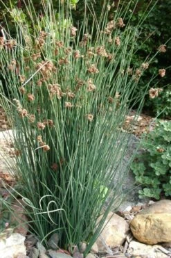 Elk's Blue California Gray Rush (Juncus Patens) - 1 Gallon Pot -Garden Plant Store juncus patens elk blue california rush 9