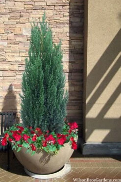 Blue Point Juniper - 7 Gallon Pot (3-4') -Garden Plant Store juniper blue point 21