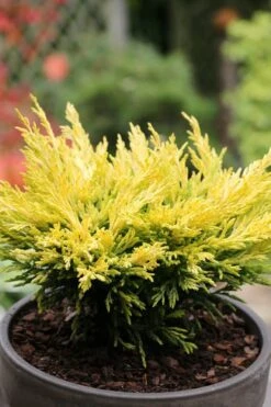 Limeglow Golden Andorra Compact Juniper - 3 Gallon Pot -Garden Plant Store juniper horizontalis lime glow 23