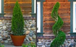 Spartan Juniper - 1 Gallon Pot -Garden Plant Store juniper20spartan202