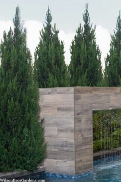 Spartan Juniper - 1 Gallon Pot -Garden Plant Store juniperus chinensis spartan columnar juniper 20