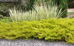 All Gold Golden Pacific Juniper - 2 Gallon Pot -Garden Plant Store juniperus conferta all gold pacific shore juniper 21 1