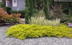 All Gold Golden Pacific Juniper - 2 Gallon Pot -Garden Plant Store juniperus conferta all gold pacific shore juniper 22 1