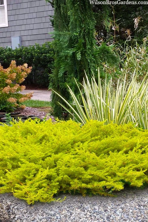 All Gold Golden Pacific Juniper - 1 Gallon Pot 1 All Gold Golden Pacific Juniper - 1 Gallon Pot