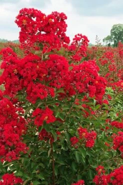 Ruffled Red Magic Crape Myrtle (Multi Trunk) - 7 Gallon Pot -Garden Plant Store lagerstroemia ruffled red magic crape myrtle 10