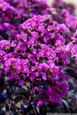 Black Diamond 'Purely Purple' Crape Myrtle Tree (Single Trunk) - 7 Gallon Pot -Garden Plant Store lagestroemia indica purely purple black diamond crape myrtle 1