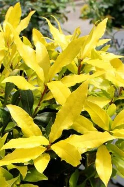 Sicilian Sunshine Sweet Bay Laurel (Laurus Nobilis) - 1 Gallon Pot -Garden Plant Store laurus nobilis sicilian sunshine sweet bay laurel 2