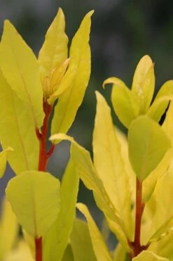 Sicilian Sunshine Sweet Bay Laurel (Laurus Nobilis) - 1 Gallon Pot -Garden Plant Store laurus nobilis sicilian sunshine sweet bay laurel 5